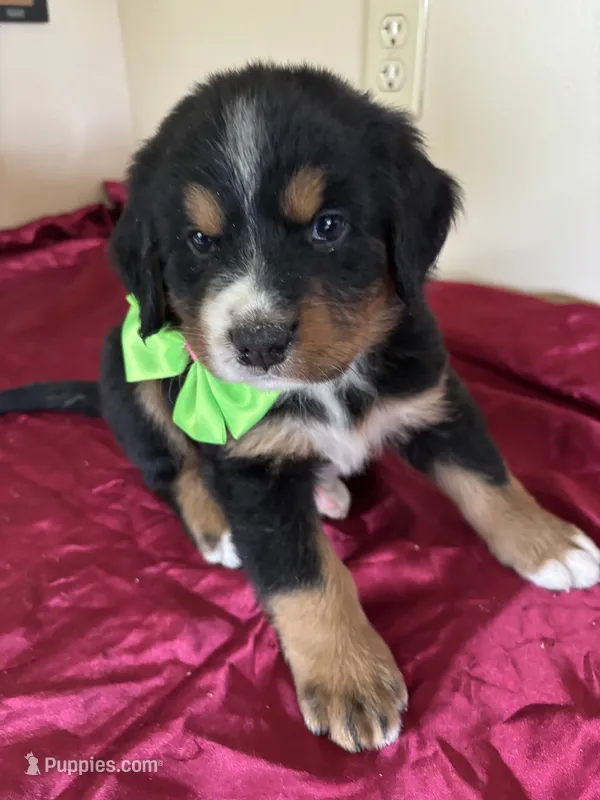 Light Green – Bernese Mountain Dog puppy for sale in Cleveland, TX