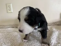 Green, a male Bernese Mountain Dog for sale in Cleveland, TX – 1 of 2