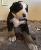 Green, a male Bernese Mountain Dog for sale in Cleveland, TX – 2 of 4