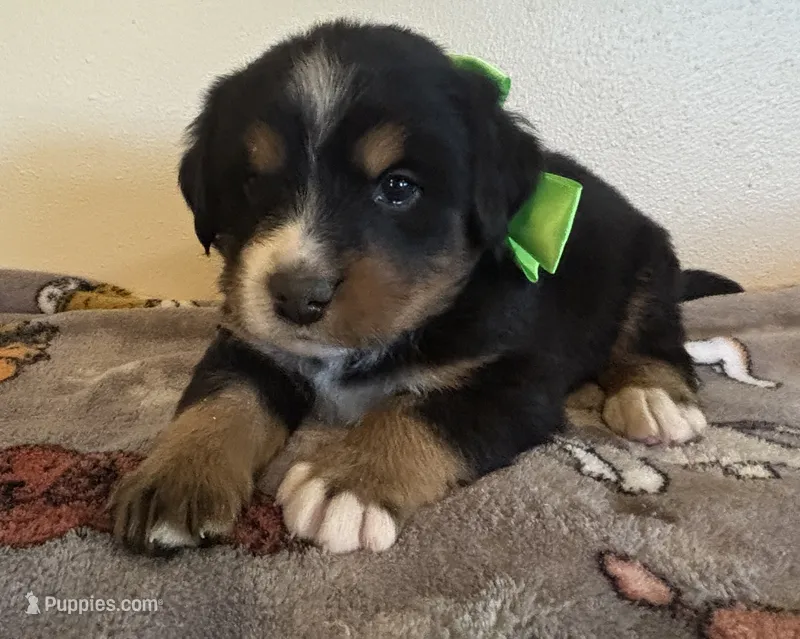 Light Green – Bernese Mountain Dog puppy for sale in Cleveland, TX
