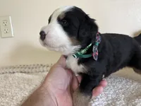 Green, a male Bernese Mountain Dog for sale in Cleveland, TX – 2 of 2