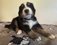Black, a male Bernese Mountain Dog for sale in Cleveland, TX – 6 of 8