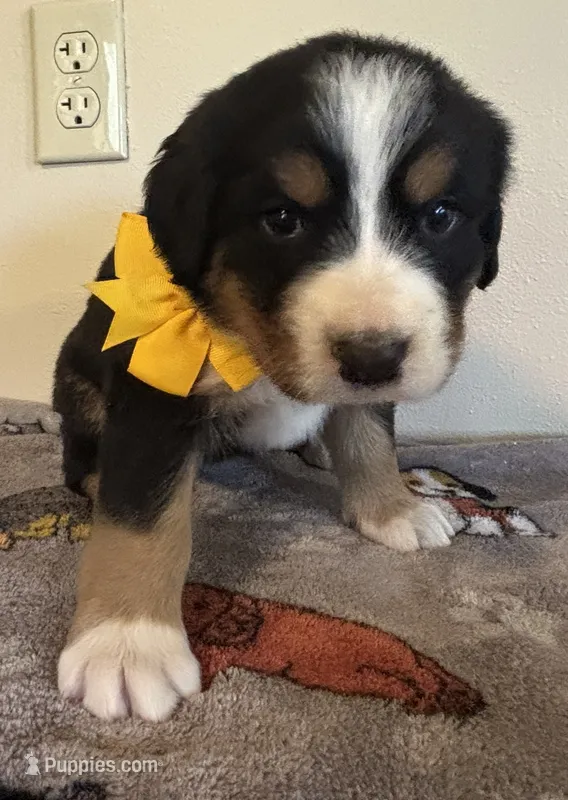 Yellow – Bernese Mountain Dog puppy for sale in Cleveland, TX