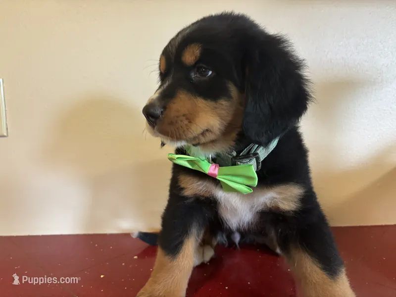 Light Green – Bernese Mountain Dog puppy for sale in Cleveland, TX