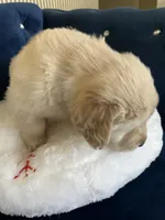 Maya's little, a male Golden Retriever for sale in Naples, FL – Photo 2 of 10