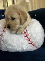 Maya's little, a male Golden Retriever for sale in Naples, FL – Photo 9 of 10