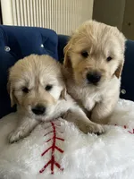 Maya's little, a male Golden Retriever for sale in Naples, FL – Photo 5 of 10