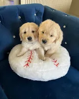 Maya's little, a male Golden Retriever for sale in Naples, FL – Photo 1 of 10
