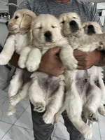 Maya's little, a male Golden Retriever for sale in Naples, FL – Photo 10 of 10