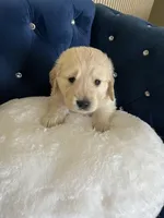 Maya's little, a male Golden Retriever for sale in Naples, FL – Photo 6 of 10