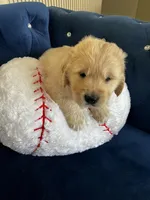 Maya's little, a male Golden Retriever for sale in Naples, FL – Photo 7 of 10