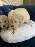 Maya's little, a male Golden Retriever for sale in Naples, FL – Photo 3 of 10