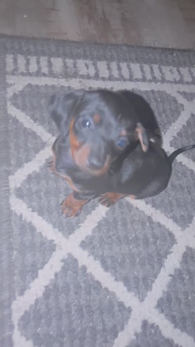 Josh, a male Miniature Dachshund for sale in Caldwell, TX – 2 of 2