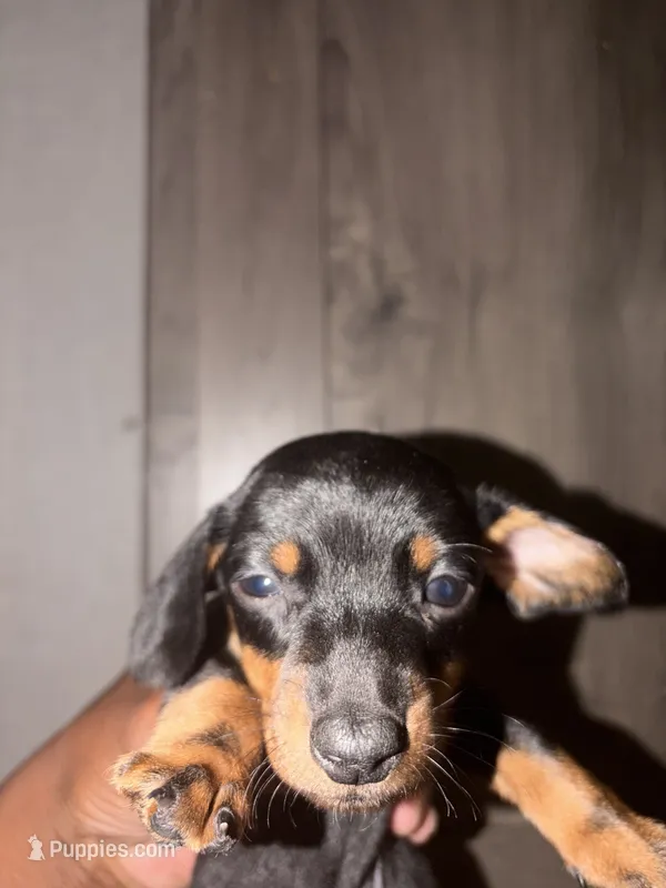 Riley – Miniature Dachshund puppy for sale in Caldwell, TX