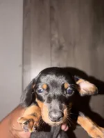 Riley, a male Miniature Dachshund for sale in Caldwell, TX – 1 of 1
