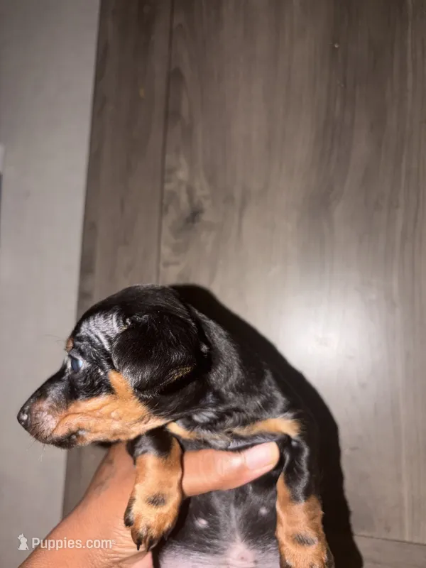 Josh – Miniature Dachshund puppy for sale in Caldwell, TX