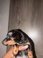 Josh, a male Miniature Dachshund for sale in Caldwell, TX – 1 of 2