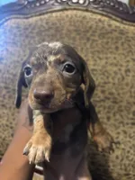 Kayla, a female Miniature Dachshund for sale in Caldwell, TX – 1 of 1