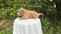 Crocus, a male Miniature Goldendoodle for sale in Middlebury, IN – 3 of 3