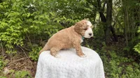 Crocus, a male Miniature Goldendoodle for sale in Middlebury, IN – 2 of 3