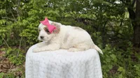 Tulip, a female Miniature Goldendoodle for sale in Middlebury, IN – 2 of 3