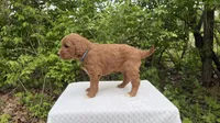 Olive, a female Miniature Goldendoodle for sale in Middlebury, IN – 3 of 3