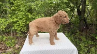 Almond, a male Miniature Goldendoodle for sale in Middlebury, IN – 2 of 3