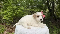 Tulip, a female Miniature Goldendoodle for sale in Middlebury, IN – 3 of 3
