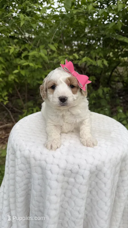Tulip – Miniature Goldendoodle puppy for sale in Middlebury, IN