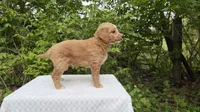 Oak, a male Miniature Goldendoodle for sale in Middlebury, IN – 2 of 3