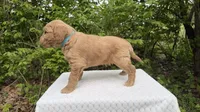 Birch, a male Miniature Goldendoodle for sale in Middlebury, IN – 3 of 3