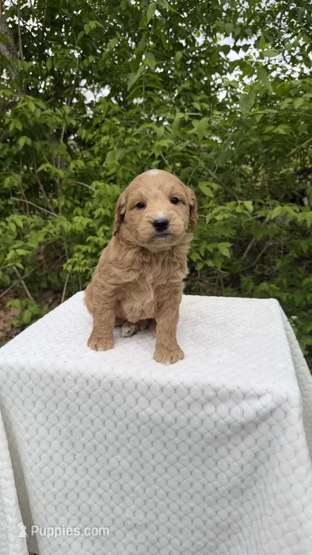 Birch – Miniature Goldendoodle puppy for sale in Middlebury, IN