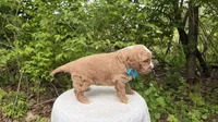 Bluebells, a male Miniature Goldendoodle for sale in Middlebury, IN – 2 of 3