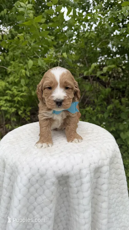 Bluebells – Miniature Goldendoodle puppy for sale in Middlebury, IN