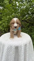 Bluebells, a male Miniature Goldendoodle for sale in Middlebury, IN – 1 of 3