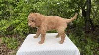 Almond, a male Miniature Goldendoodle for sale in Middlebury, IN – 3 of 3