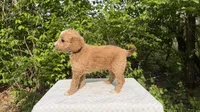Oak, a male Miniature Goldendoodle for sale in Middlebury, IN – 3 of 3
