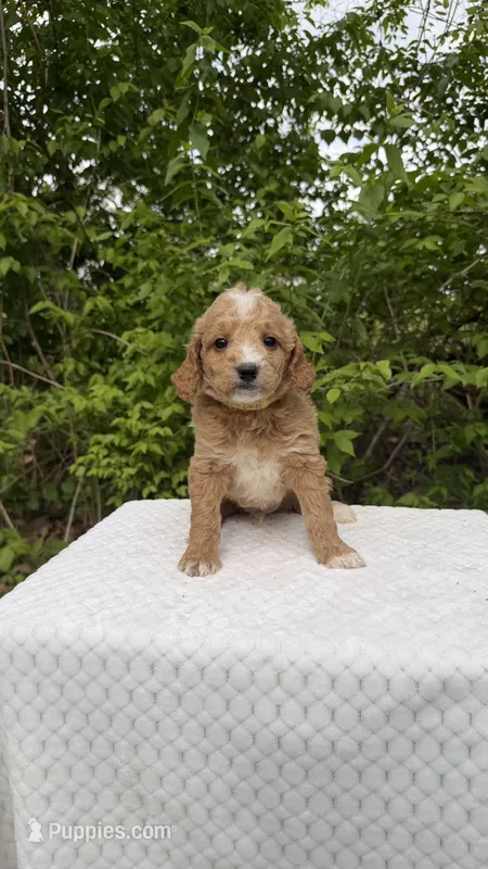 Oak – Miniature Goldendoodle puppy for sale in Middlebury, IN