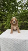 Oak, a male Miniature Goldendoodle for sale in Middlebury, IN – 1 of 3