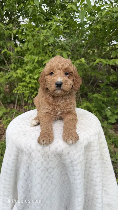 Almond – Miniature Goldendoodle puppy for sale in Middlebury, IN
