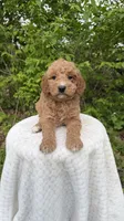 Almond, a male Miniature Goldendoodle for sale in Middlebury, IN – 1 of 3