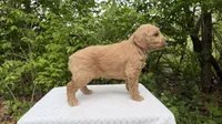 Birch, a male Miniature Goldendoodle for sale in Middlebury, IN – 2 of 3