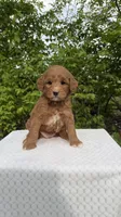 Olive, a female Miniature Goldendoodle for sale in Middlebury, IN – 1 of 3