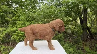 Olive, a female Miniature Goldendoodle for sale in Middlebury, IN – 2 of 3