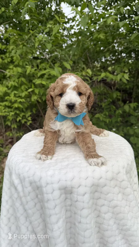Crocus – Miniature Goldendoodle puppy for sale in Middlebury, IN