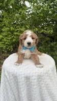 Crocus, a male Miniature Goldendoodle for sale in Middlebury, IN – 1 of 3