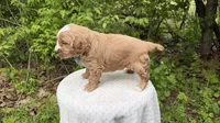 Bluebells, a male Miniature Goldendoodle for sale in Middlebury, IN – 3 of 3