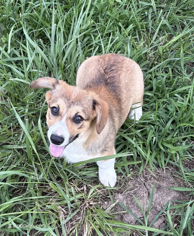 Corgi Male #1 – Pembroke Welsh Corgi puppy for sale in Leeton, MO