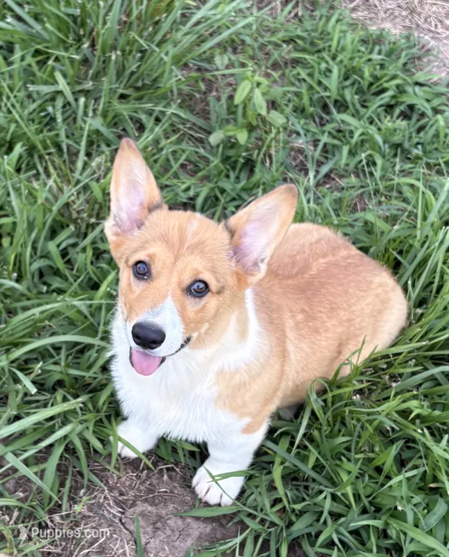 Corgi pup #2 – Pembroke Welsh Corgi puppy for sale in Leeton, MO