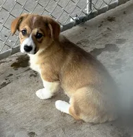 Corgi Male #1, a male Pembroke Welsh Corgi for sale in Leeton, MO – 2 of 3